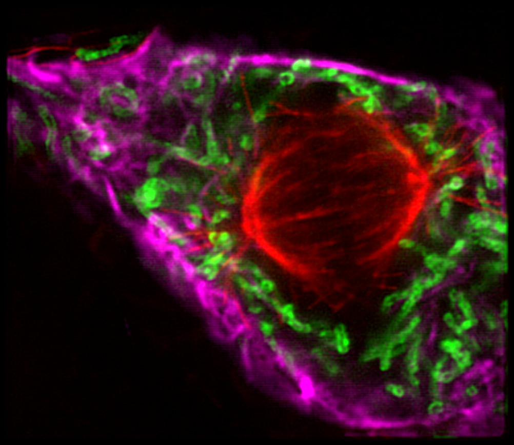 Microscopy Solution